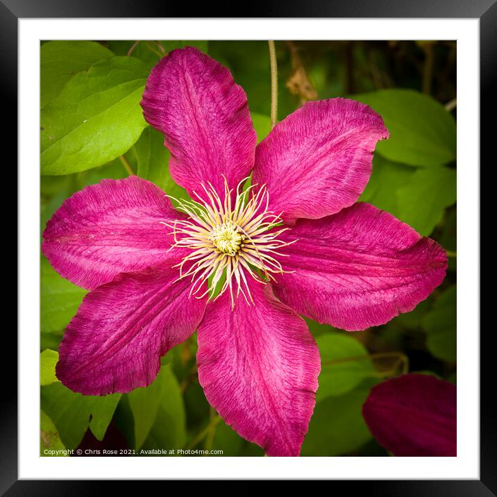 Purple clematis Framed Mounted Print by Chris Rose