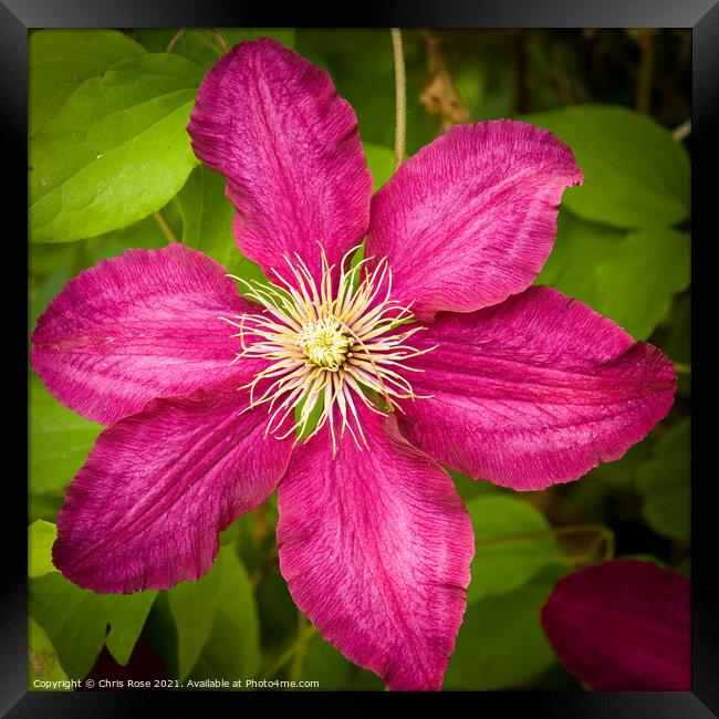 Purple clematis Framed Print by Chris Rose