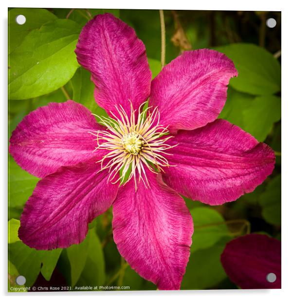 Purple clematis Acrylic by Chris Rose
