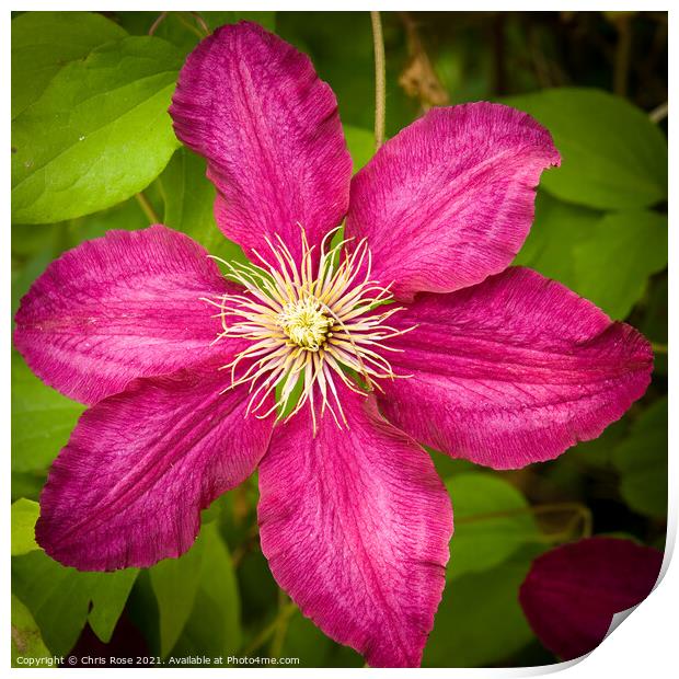 Purple clematis Print by Chris Rose