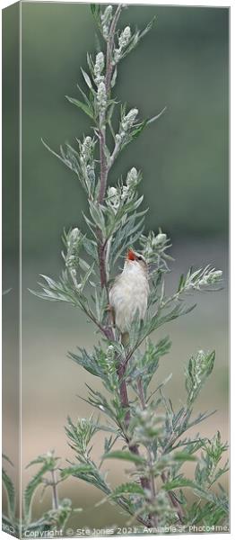 Singing Sedge Warbler Canvas Print by Ste Jones