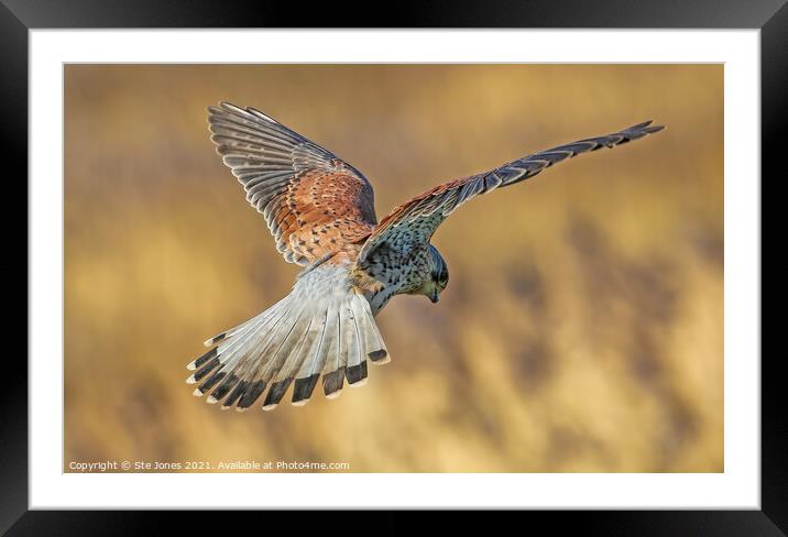 Kestrel In Autumn Sunlight Framed Mounted Print by Ste Jones