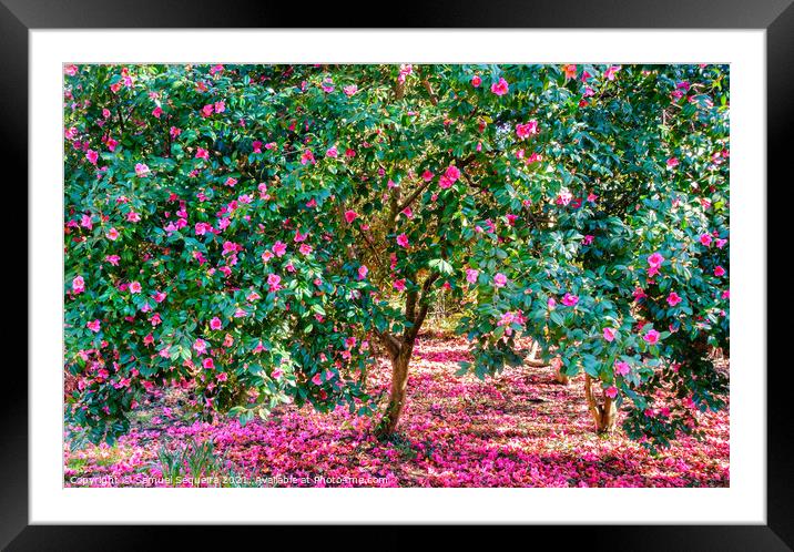 Blooming Camellia Trees with Pink Flowers Framed Mounted Print by Samuel Sequeira
