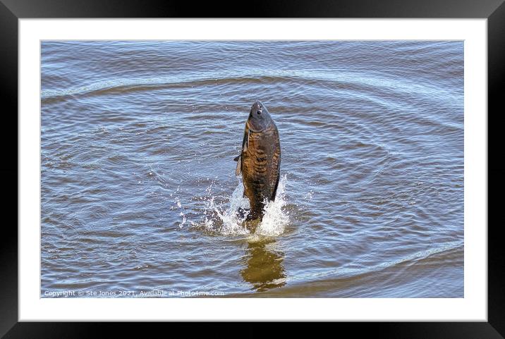 One Carp A Leaping Framed Mounted Print by Ste Jones