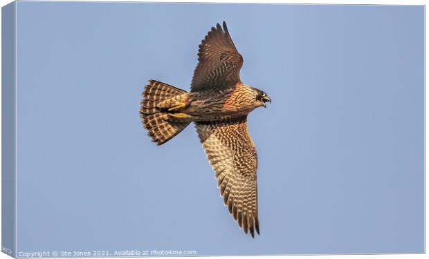 A Vocal Young Peregrine Falcon In Flight Canvas Print by Ste Jones