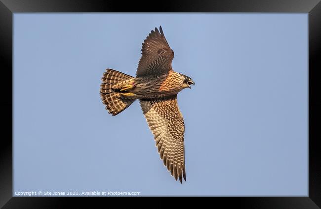 A Vocal Young Peregrine Falcon In Flight Framed Print by Ste Jones