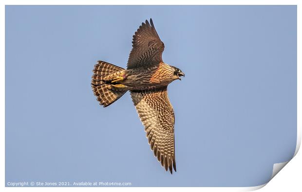 A Vocal Young Peregrine Falcon In Flight Print by Ste Jones