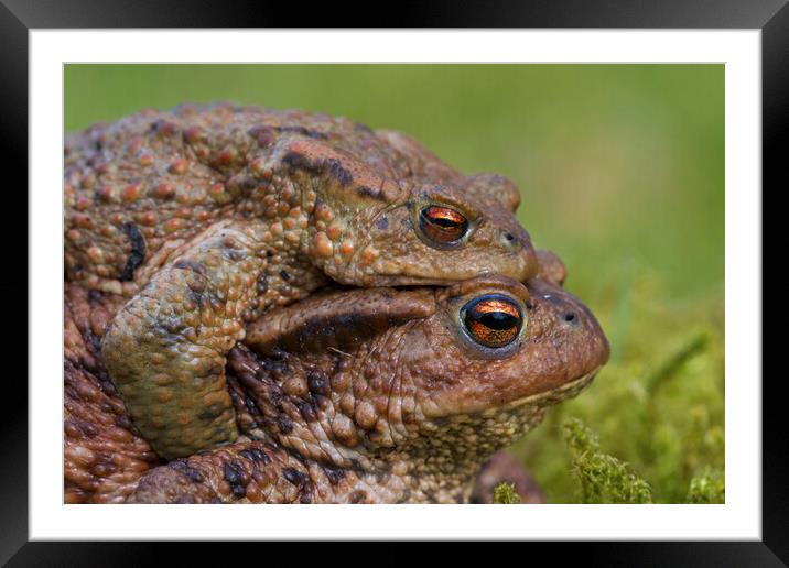 European Toad Couple Framed Mounted Print by Arterra 