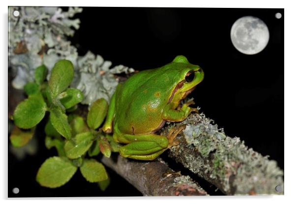 Tree Frog Watching Full Moon Acrylic by Arterra 