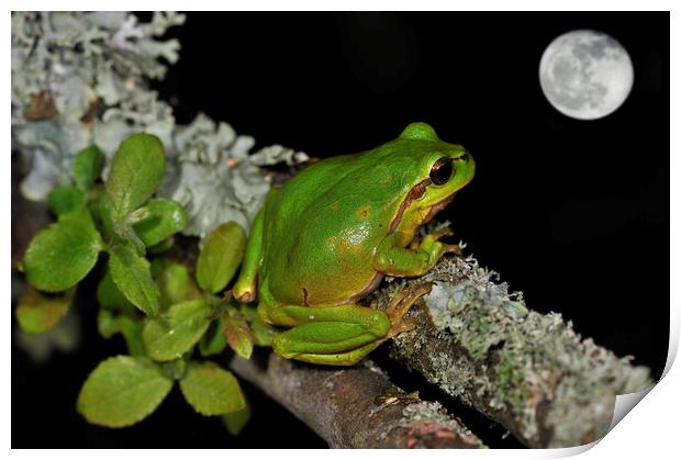 Tree Frog Watching Full Moon Print by Arterra 