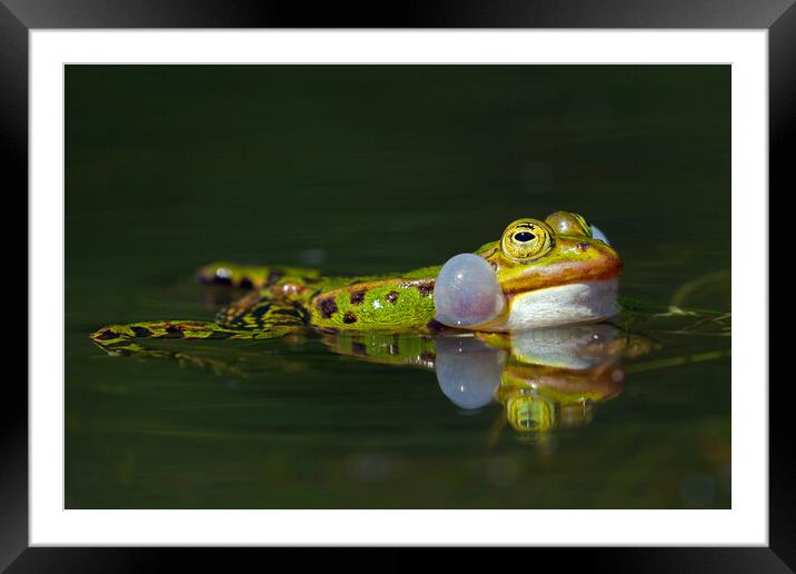 Edible Frog Calling Framed Mounted Print by Arterra 