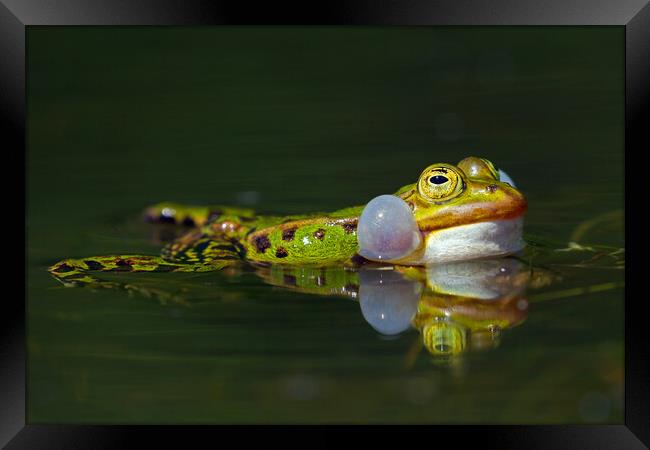 Edible Frog Calling Framed Print by Arterra 