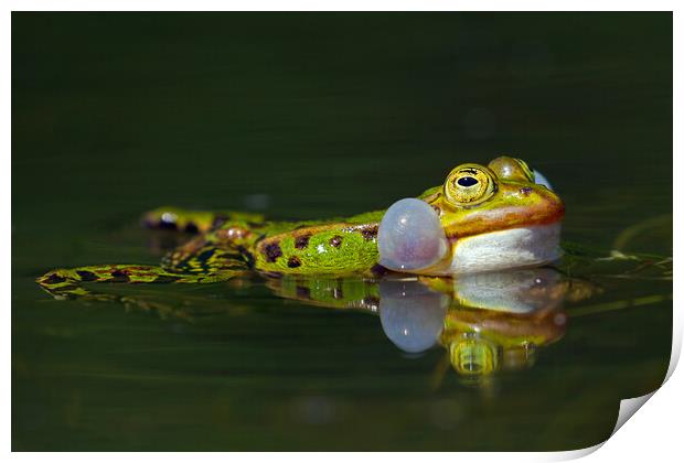 Edible Frog Calling Print by Arterra 