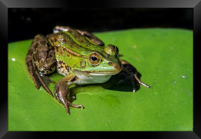 Green Frog in Pond Framed Print by Arterra 