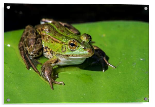Green Frog in Pond Acrylic by Arterra 