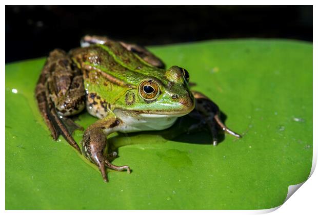Green Frog in Pond Print by Arterra 
