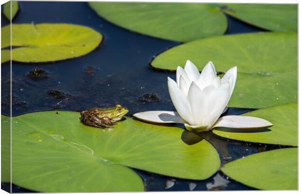 Green Frog on Waterlily Pad Canvas Print by Arterra 