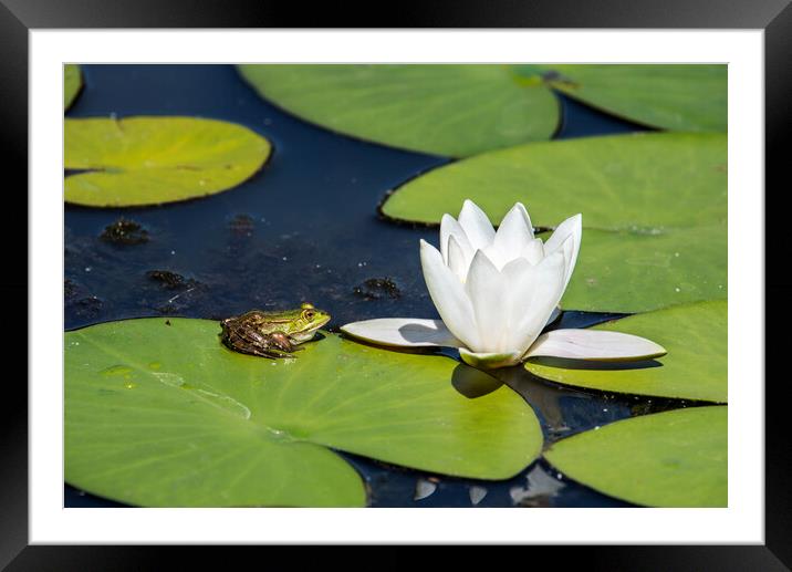 Green Frog on Waterlily Pad Framed Mounted Print by Arterra 