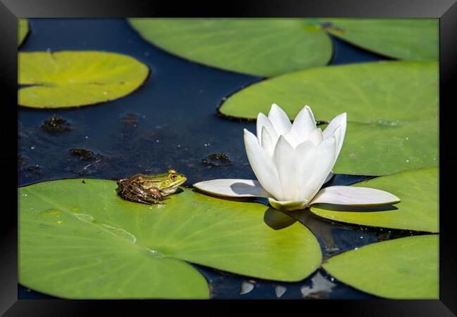 Green Frog on Waterlily Pad Framed Print by Arterra 