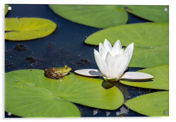 Green Frog on Waterlily Pad Acrylic by Arterra 