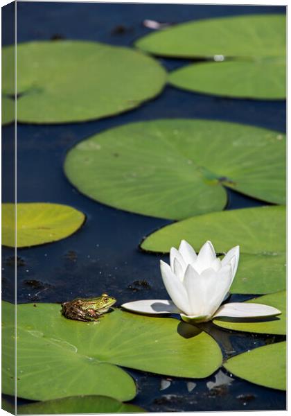Edible Frog on Water Lily Pad Canvas Print by Arterra 