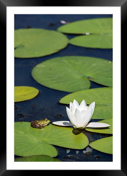 Edible Frog on Water Lily Pad Framed Mounted Print by Arterra 