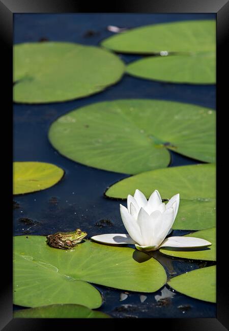 Edible Frog on Water Lily Pad Framed Print by Arterra 