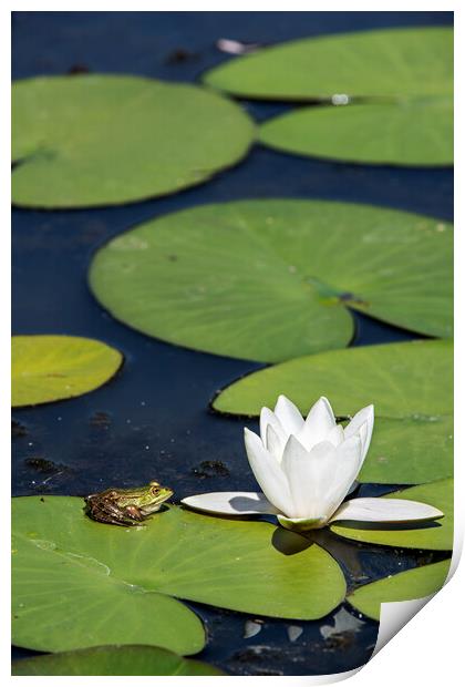 Edible Frog on Water Lily Pad Print by Arterra 