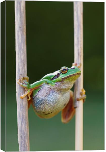 Tree Frog Climbing Reed Canvas Print by Arterra 