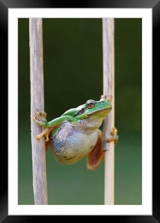 Tree Frog Climbing Reed Framed Mounted Print by Arterra 