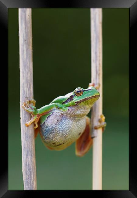 Tree Frog Climbing Reed Framed Print by Arterra 