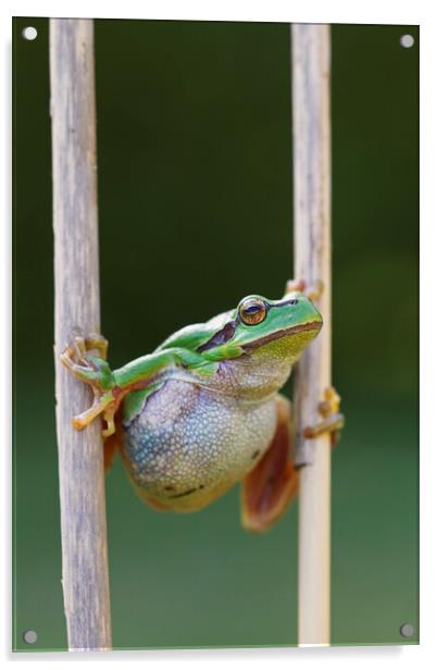 Tree Frog Climbing Reed Acrylic by Arterra 