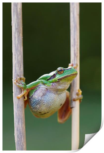 Tree Frog Climbing Reed Print by Arterra 