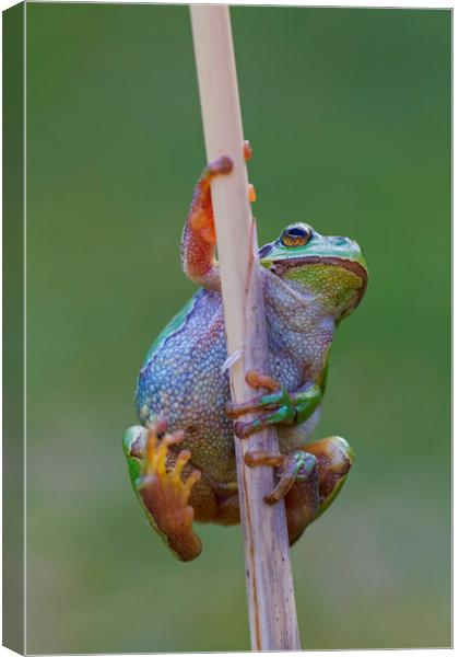 Climbing Tree Frog Canvas Print by Arterra 