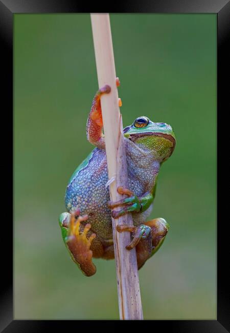 Climbing Tree Frog Framed Print by Arterra 