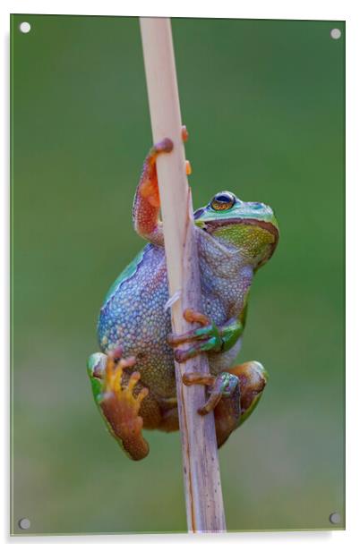 Climbing Tree Frog Acrylic by Arterra 