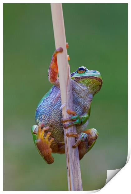 Climbing Tree Frog Print by Arterra 