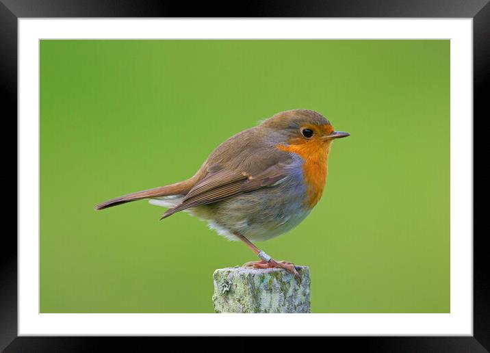 European Robin on Fence Post Framed Mounted Print by Arterra 