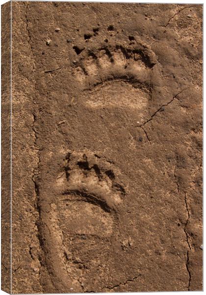 Brown Bear Tracks of Feet Canvas Print by Arterra 