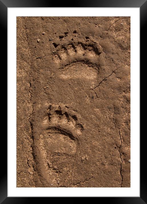 Brown Bear Tracks of Feet Framed Mounted Print by Arterra 