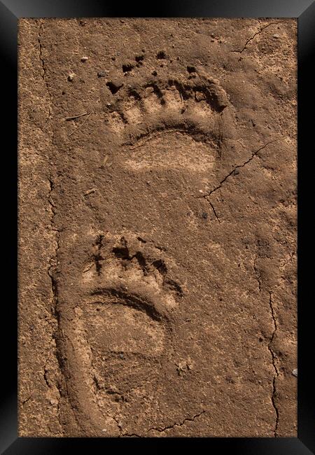 Brown Bear Tracks of Feet Framed Print by Arterra 