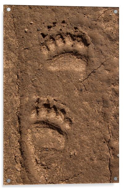 Brown Bear Tracks of Feet Acrylic by Arterra 