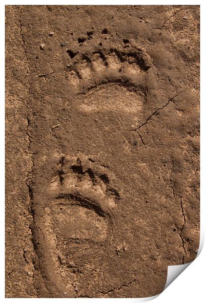Brown Bear Tracks of Feet Print by Arterra 