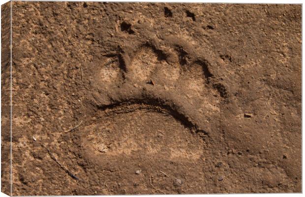Brown Bear Footprint Canvas Print by Arterra 