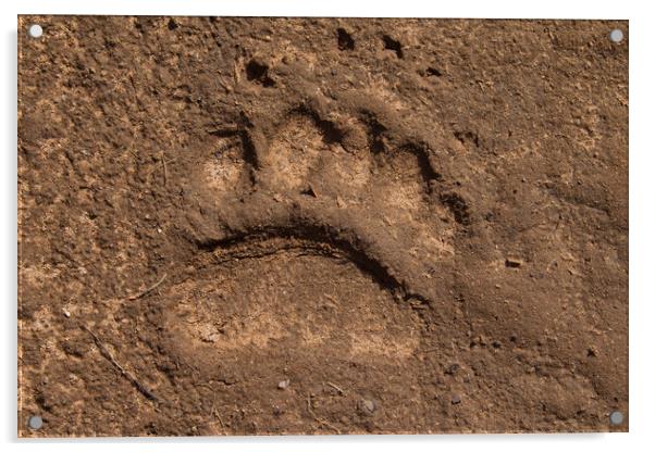 Brown Bear Footprint Acrylic by Arterra 