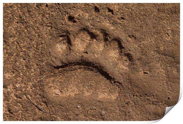 Brown Bear Footprint Print by Arterra 