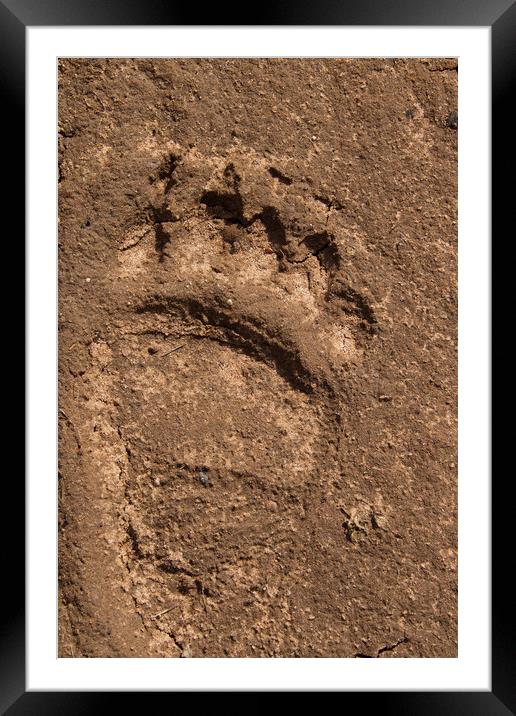 Brown Bear Foot Print  Framed Mounted Print by Arterra 