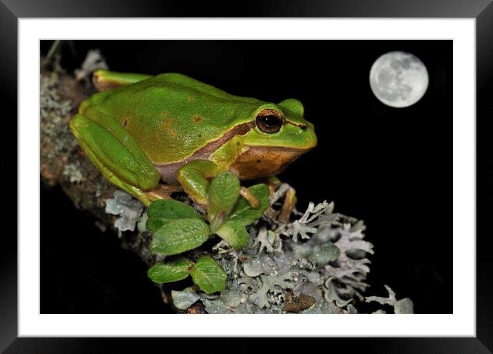 Tree Frog at Full Moon Framed Mounted Print by Arterra 