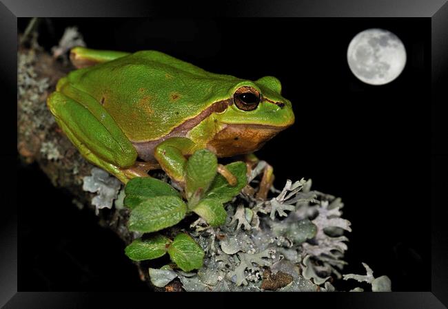 Tree Frog at Full Moon Framed Print by Arterra 