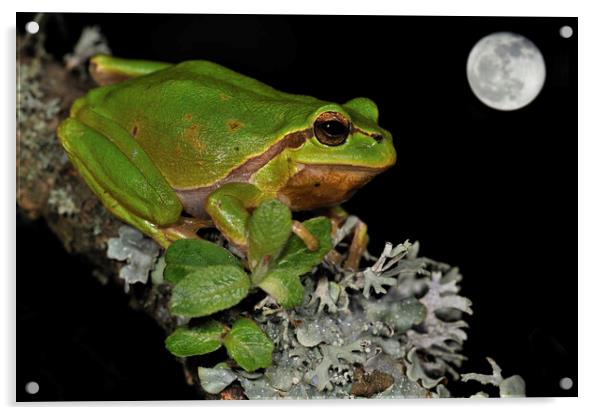 Tree Frog at Full Moon Acrylic by Arterra 
